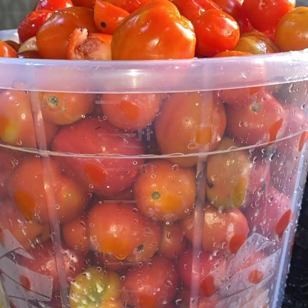 Tomatoes 5